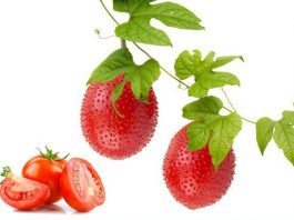 Chứa hàm lượng dưỡng chất cao gấp nhiều lần cà chua, cà rốt; gấc chính là thực phẩm vàng dành cho lá gan