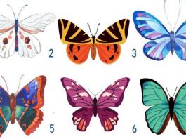 TRẮC NGHIỆM: CON BƯỚM BẠN CHỌN TIẾT LỘ ĐIỀU GÌ VỀ TÍNH CÁCH CỦA BẠN?